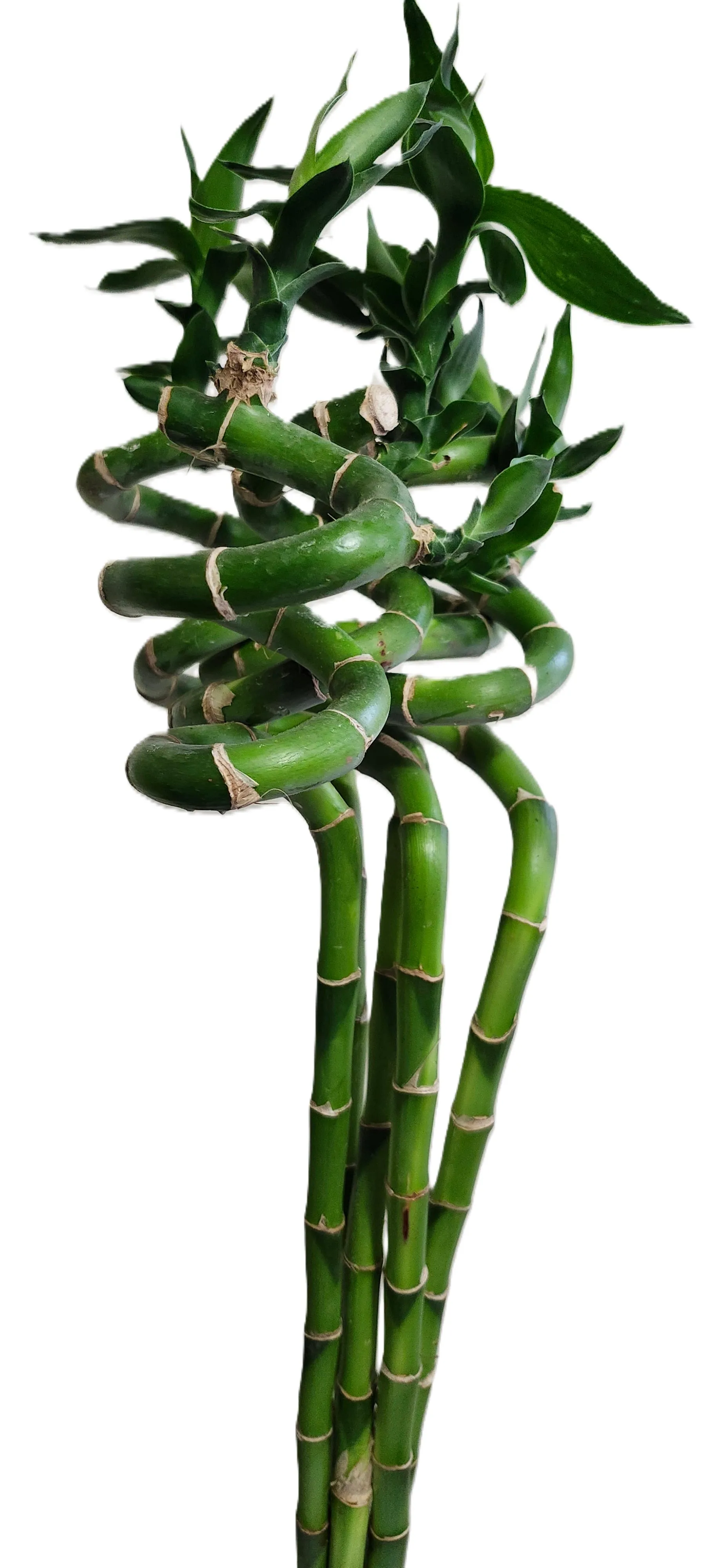 Spiral lucky bamboo stalks (Dracaena sanderiana)