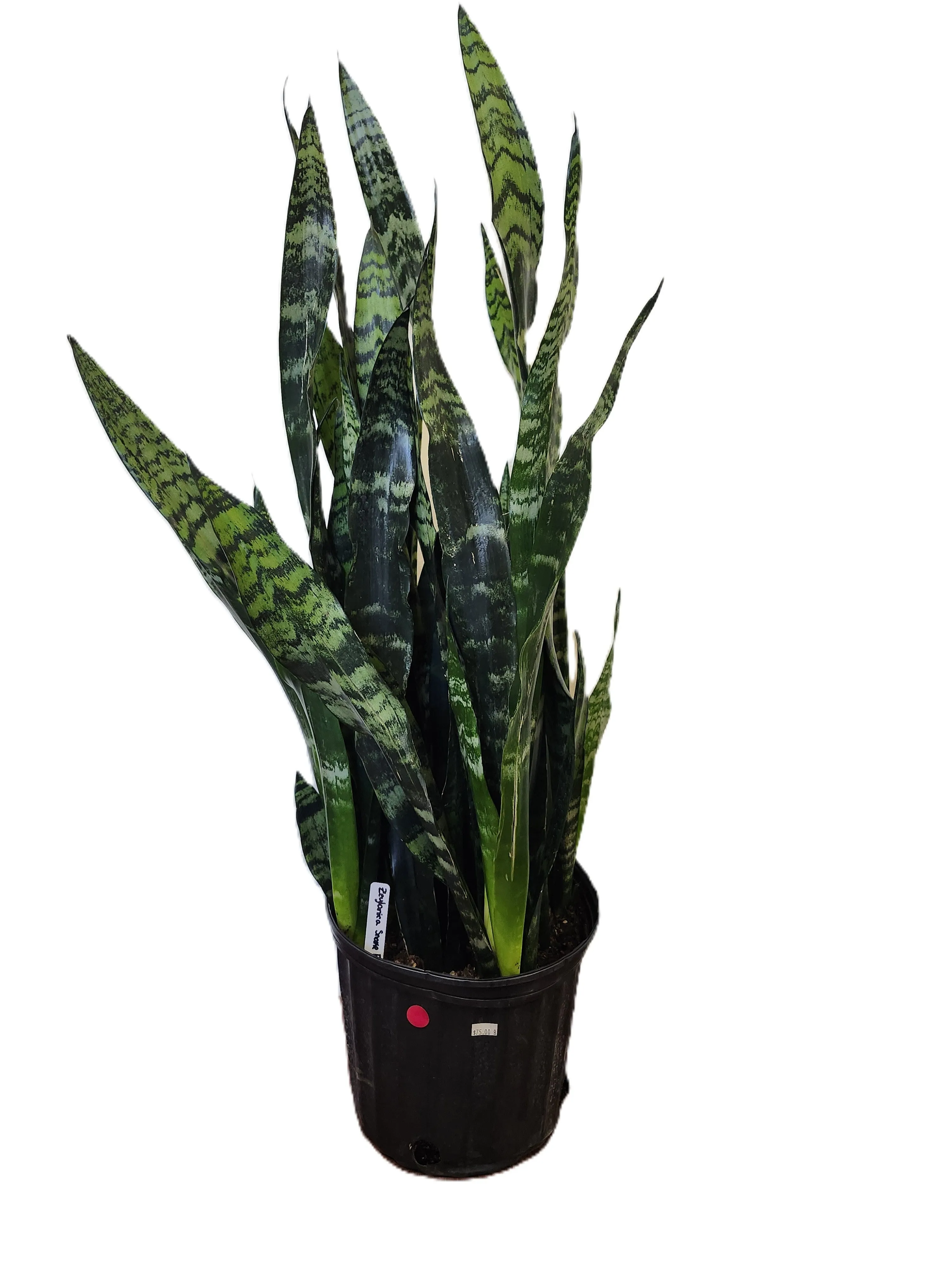 Potted snake plant with tall variegated green leaves