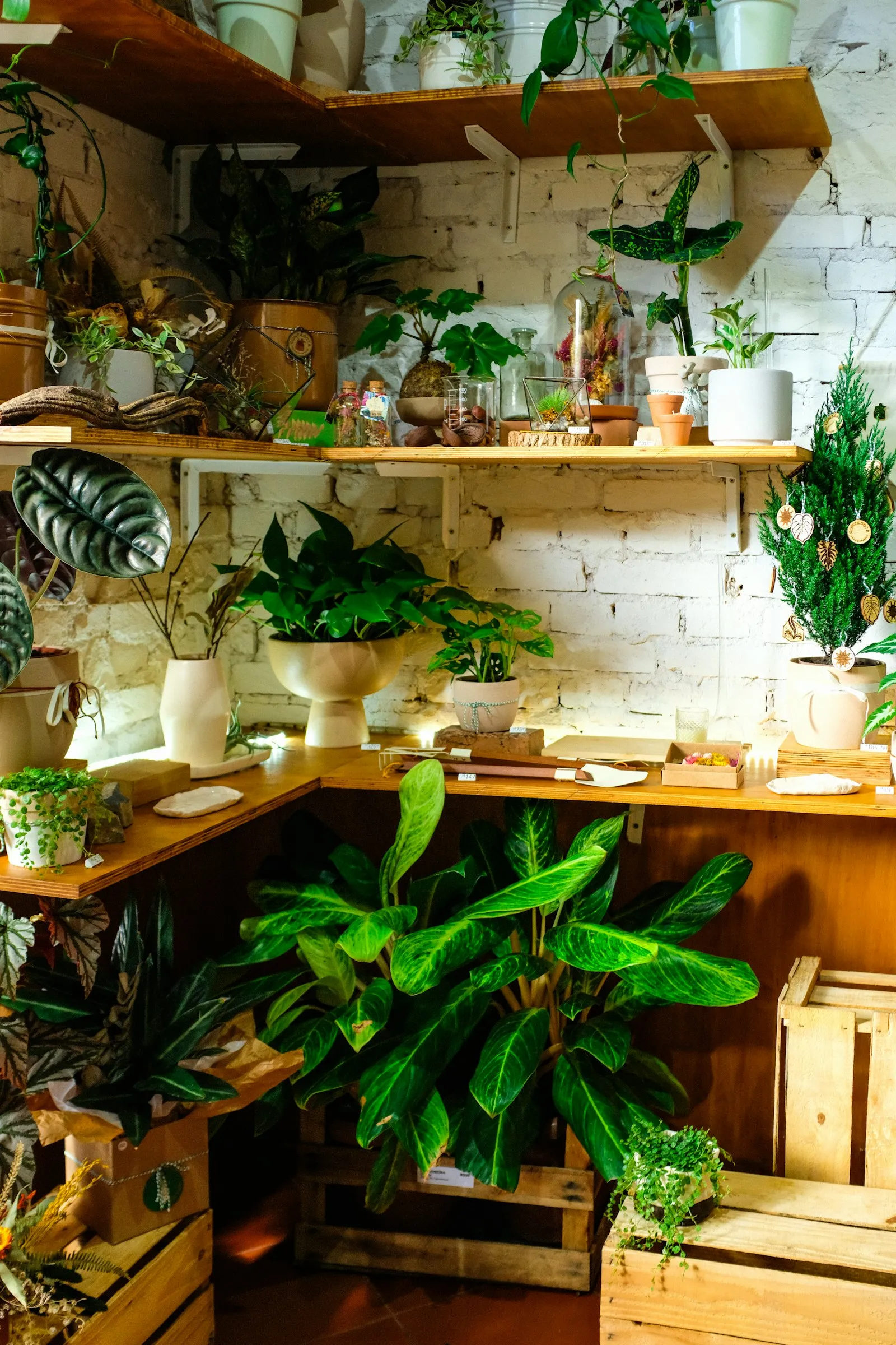 A room filled with potted houseplants (sample image)