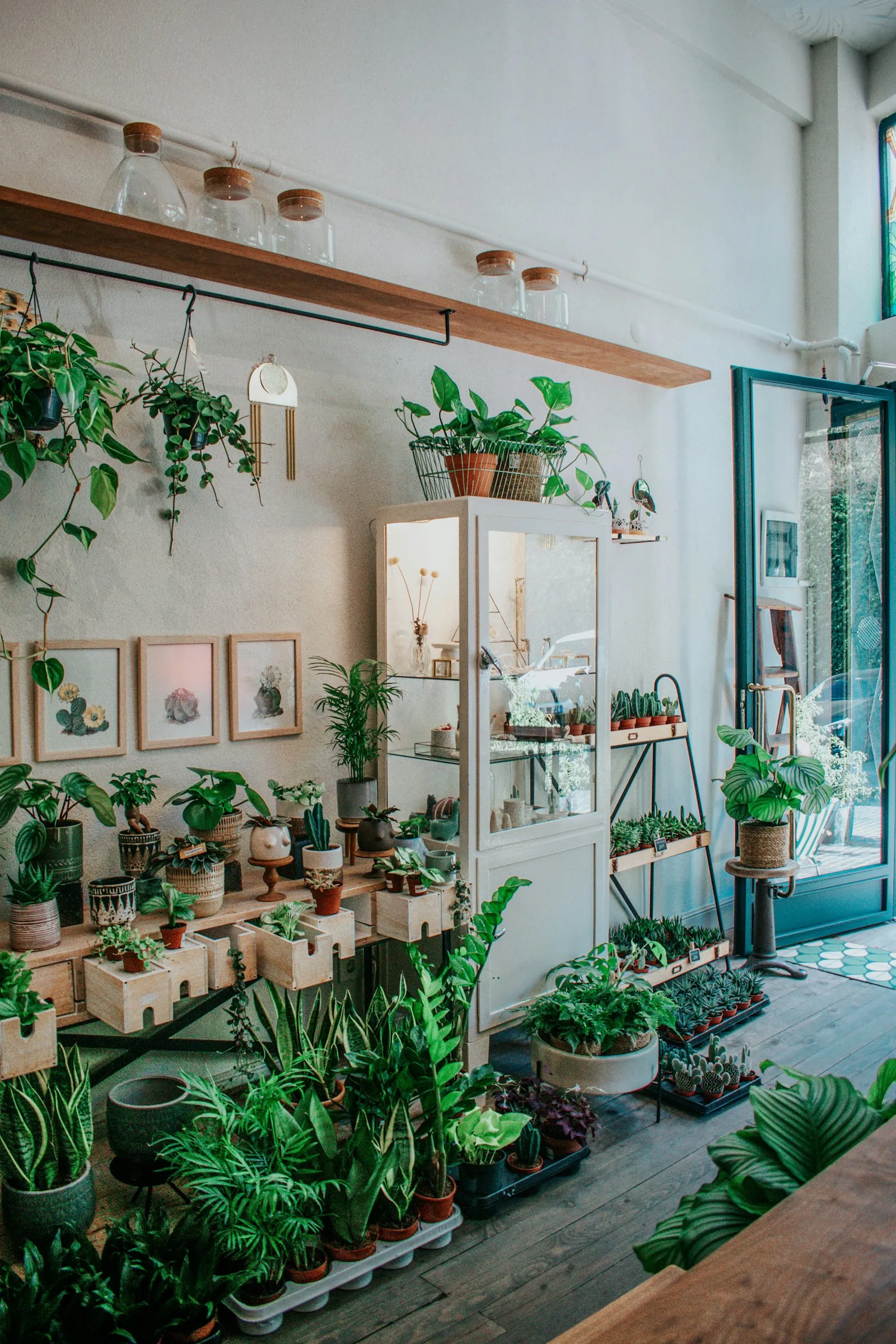Potted plants styled on a wooden shelf (sample image)
