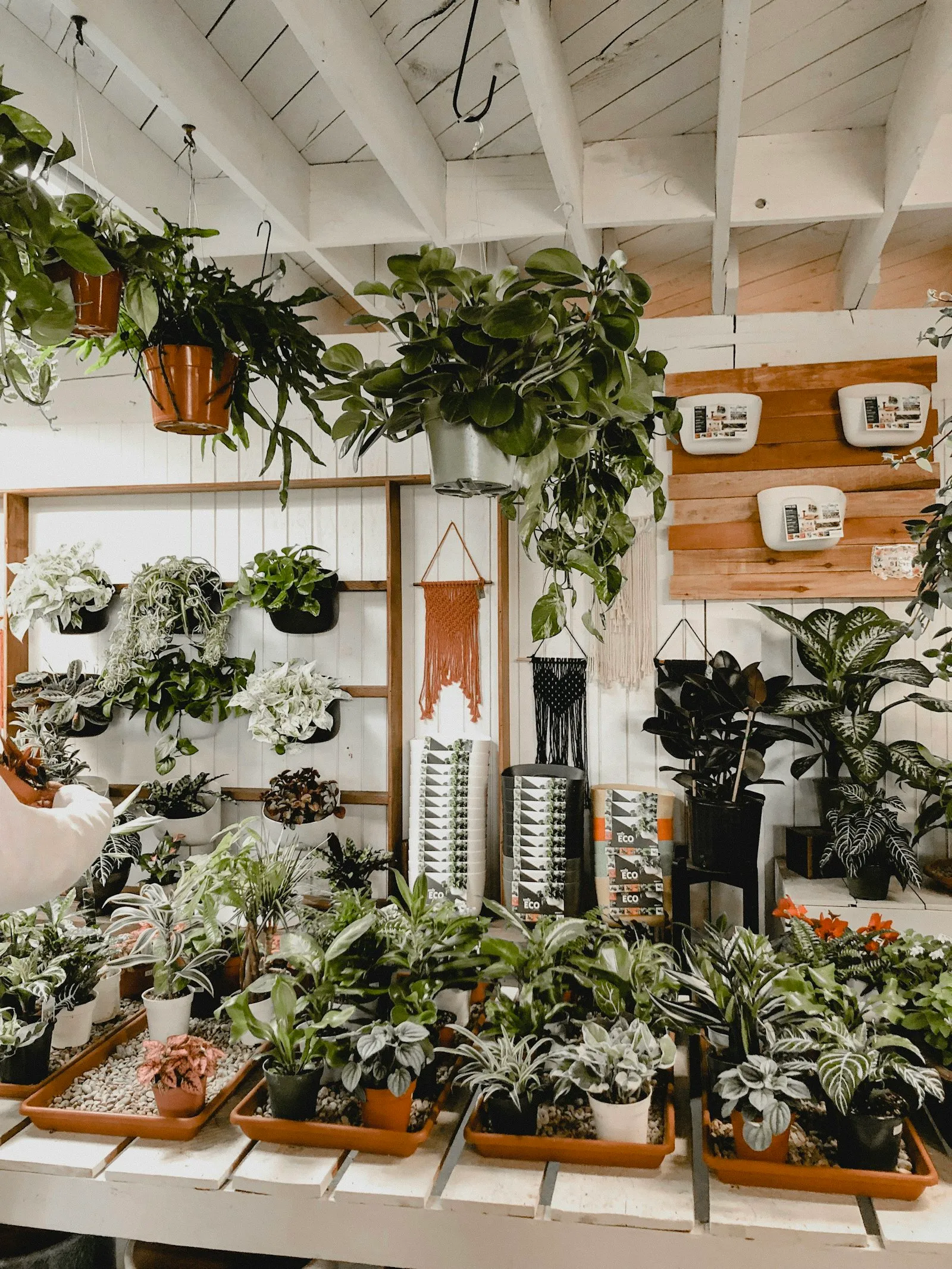 Plants displayed in a plant shop (sample image)