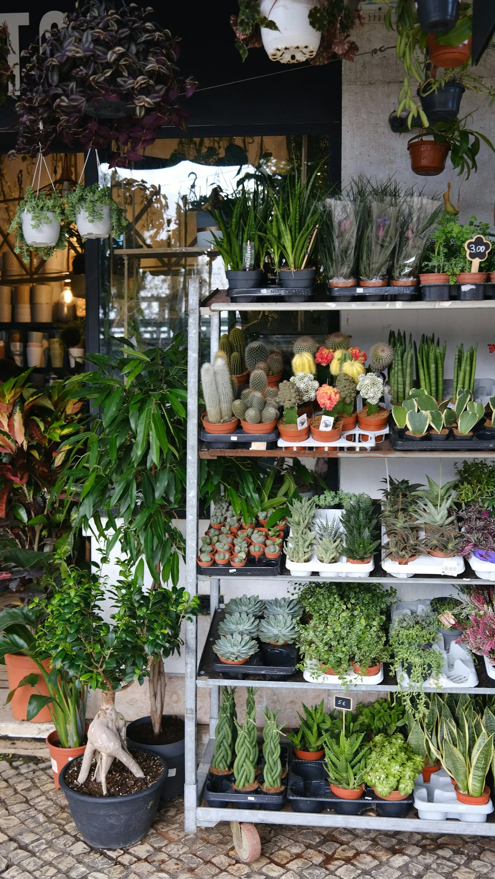 Potted plants on shelves in a plant shop (sample image)